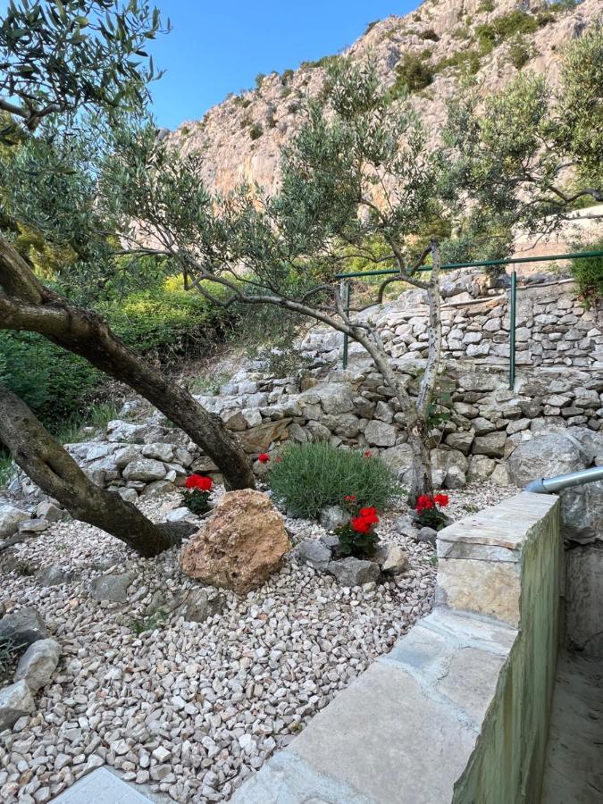 Villa Pelargonia Makarska Dış mekan fotoğraf